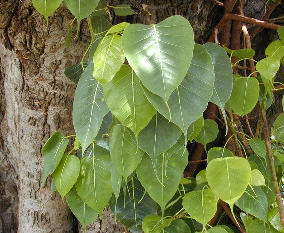 Peepal