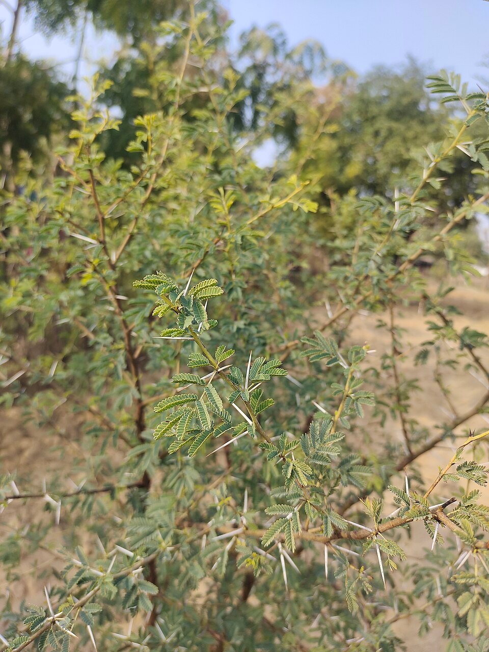 Kikar